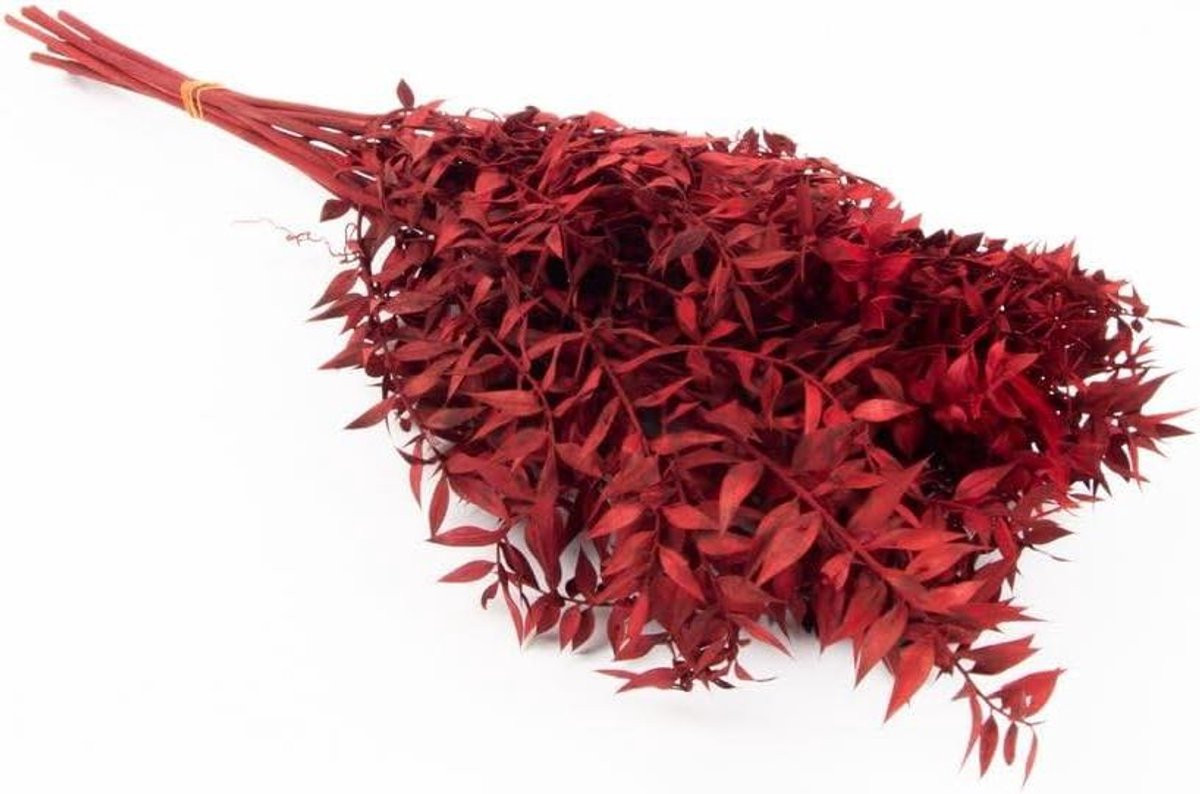 AGNIATA Gedroogde Ruscus Takken - Muisdoorn Decoratie - Rood - 75 cm