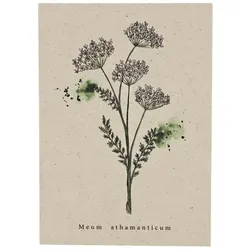metabooks Postkarte Bärwurz DINA6