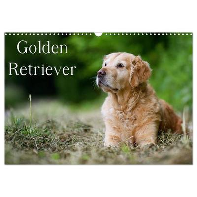 Golden Retriever (Wandkalender 2026 DIN A3 quer), CALVENDO Monatskalender