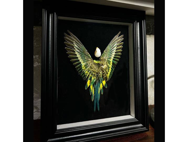 Véritable plume 3D perroquet oiseau spécimen authentique perruche artisanat avec cadre exposition affichage Art bureau peinture cadeaux