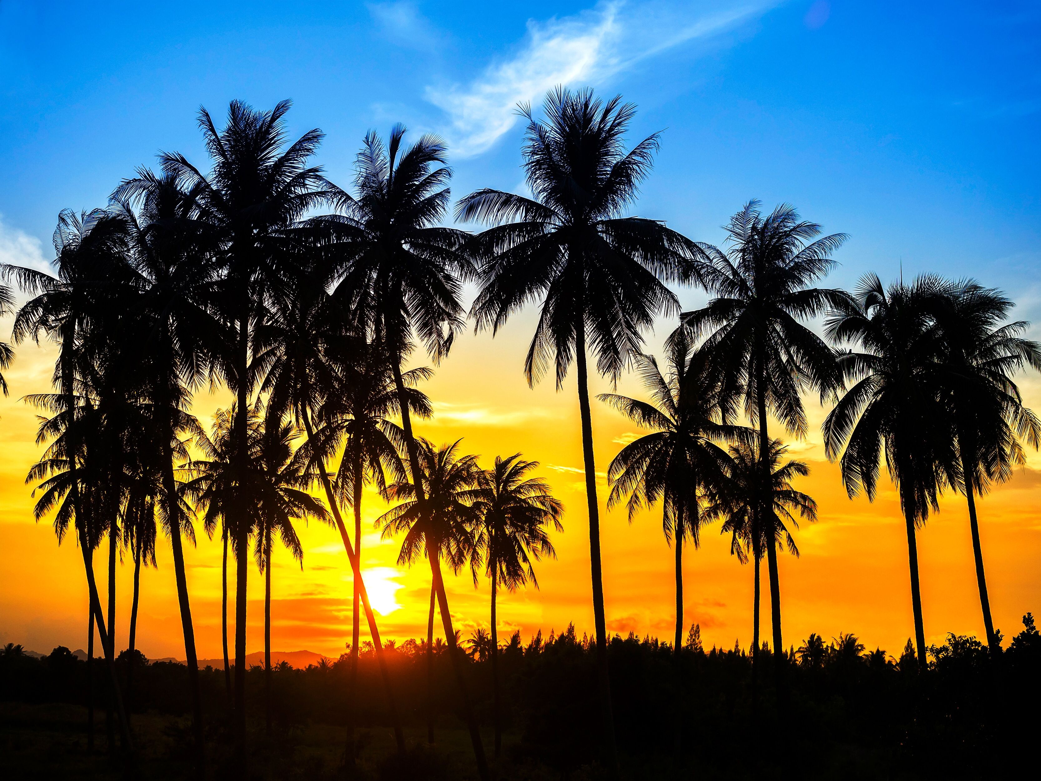 Papermoon "Coconut Palm Trees" glatt bunt B/L: 4m x 2,6m, Bahnen: 8 Stk.