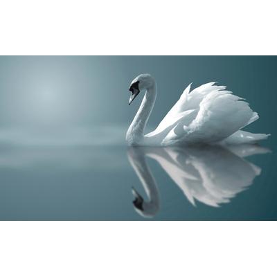 Fototapete PAPERMOON "Schwan im Wasser", bunt, B:3m L:2,23m, Vlies, Tapeten
