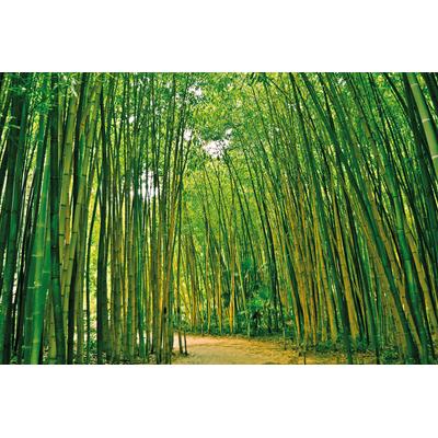 Fototapete PAPERMOON "Bamboo Forest", bunt, B:2,5m L:1,86m, Vlies, Tapeten