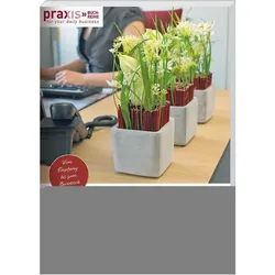 Floraler Schmuck für Business-Räume, Ratgeber von Team PRAXIS