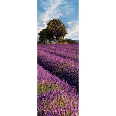 Fototapete LIVING WALLS "Lavendelfeld in der Provence", bunt (lila, grün, blau, weiß), B:1m L:2,8m, Vlies, Tapeten, Vlies, Wand, Schräge