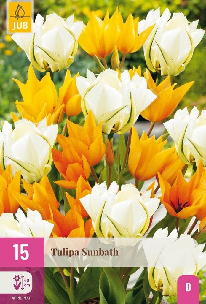 Jub Tulp Sunbath 15 bollen