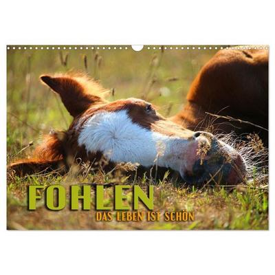 Fohlen - das Leben ist schön (Wandkalender 2027 DIN A3 quer), CALVENDO Monatskalender