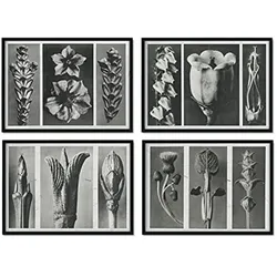 POSTER Set mit 4 Blumenblätter 2 Blumen und Pflanzen in Grausteinen A4 Schwarzer Rahmen