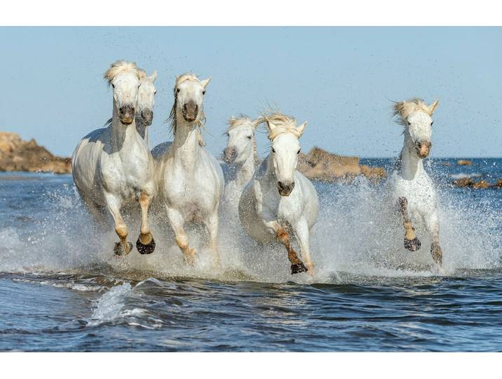 Fototapete PAPERMOON PFERDE-CAMARGUE GALLOP STRAND MEER TIERE KÜSTE PROVENCE , bunt, B:4m L:2,6m, Vlies, Tapeten, Fototapete