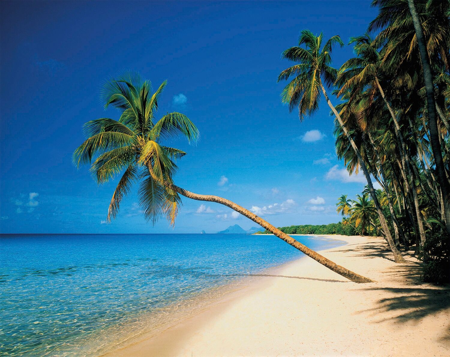 Fototapete PAPERMOON "Leaning Palms", bunt, B:5m L:2,8m, Vlies, Tapeten, Fototapete bunt B/L: 5m x 2,8m, Bahnen: 10 Stk.