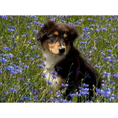 Fototapete PAPERMOON "Hütehund Welpe Australian Sheppard in Blumenwiese", bunt, B:4,5m L:2,8m, Vlies, Tapeten