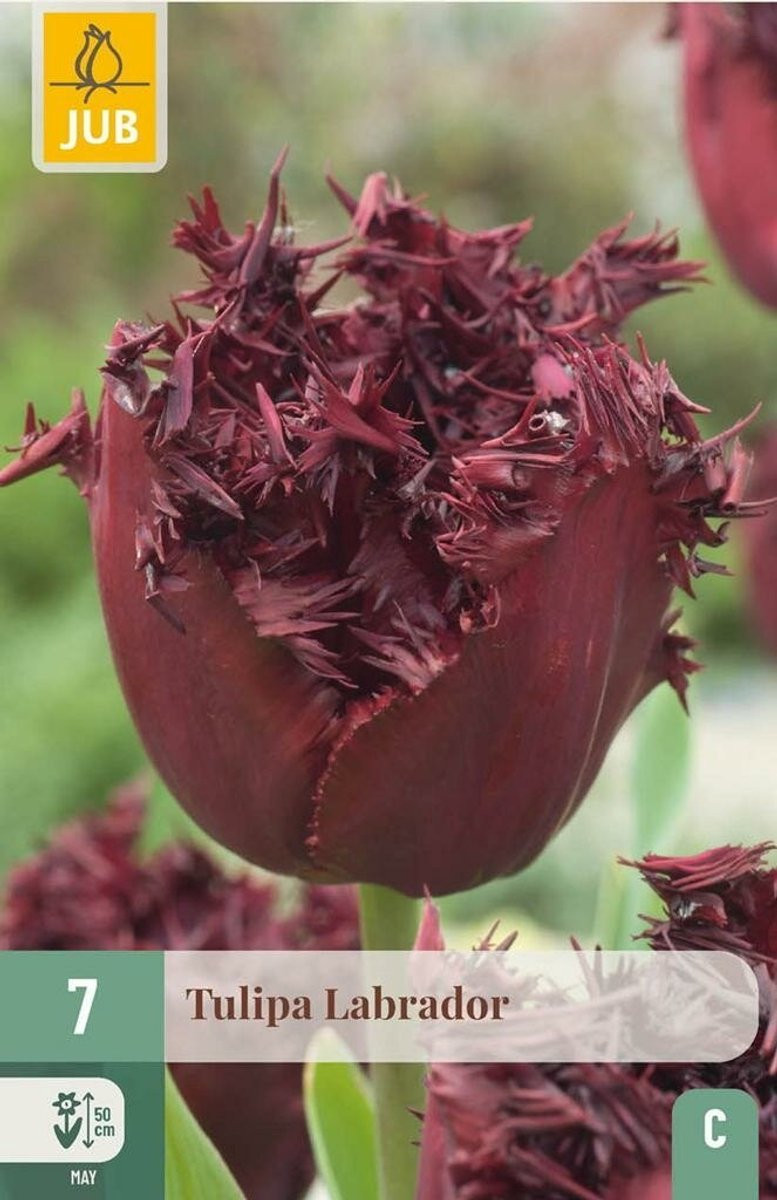 Tulipa labrador 7 stuks JUB