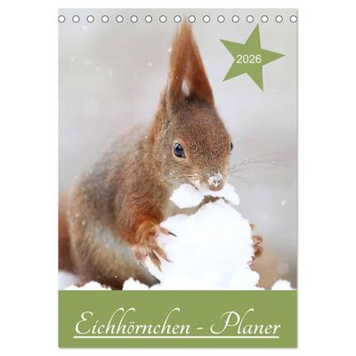 Eichhörnchen - Planer (Tischkalender 2026 DIN A5 hoch), CALVENDO Monatskalender