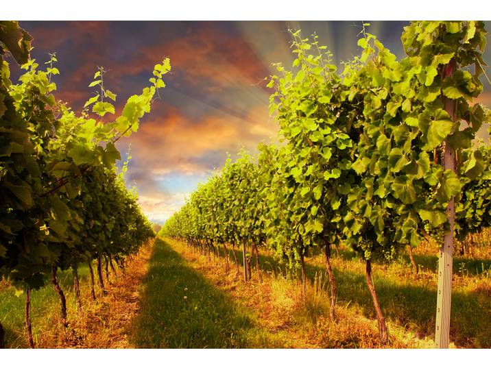 Fototapete PAPERMOON Sunset Vineyard , bunt, B:2m L:1,49m, Vlies, Tapeten, Fototapete