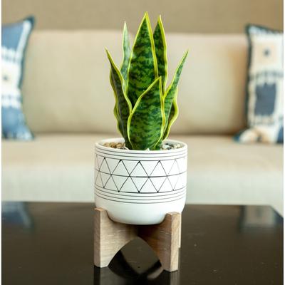 Flora Bunda "12"" Artificial Plant in Ceramic on Stand - ONE-SIZE"