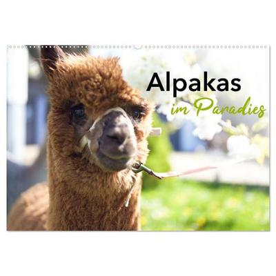 Alpakas im Paradies (Wandkalender 2027 DIN A2 quer), CALVENDO Monatskalender