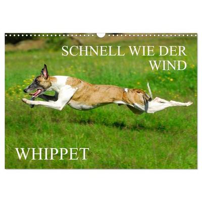 Schnell wie der Wind - Whippet (Wandkalender 2026 DIN A3 quer), CALVENDO Monatskalender