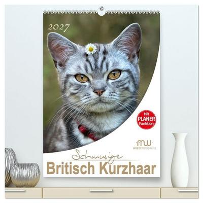 Schmusige Britisch Kurzhaar (hochwertiger Premium Wandkalender 2027 DIN A2 hoch), Kunstdruck in Hochglanz