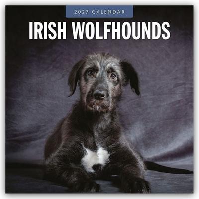 Irish Wolfhounds – Irischer Wolfshund 2027 – 16-Monatskalender
