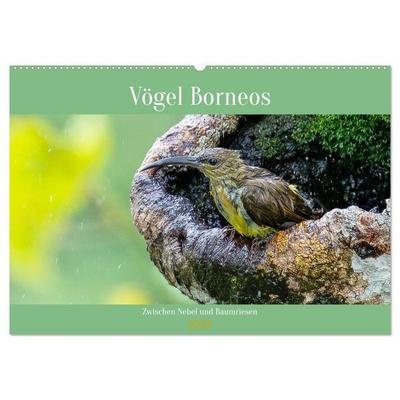 Zwischen Nebel und Baumriesen - Vögel Borneos (Wandkalender 2027 DIN A2 quer), CALVENDO Monatskalender