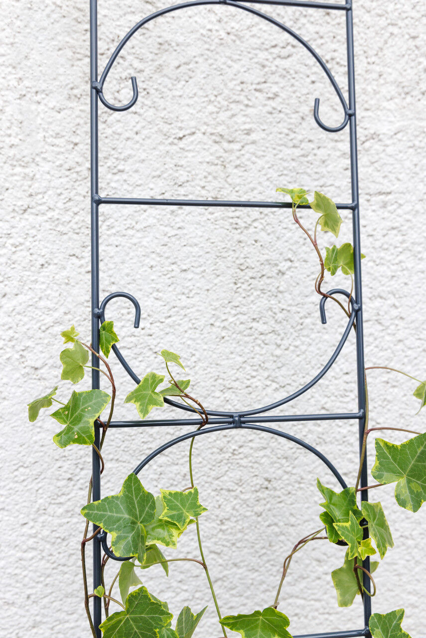 TrendLine Rankhilfe Metall 120 cm dunkelgrau