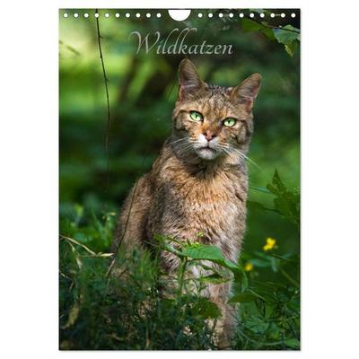 Wildkatzen - scheue Jäger (Wandkalender 2026 DIN A4 hoch), CALVENDO Monatskalender