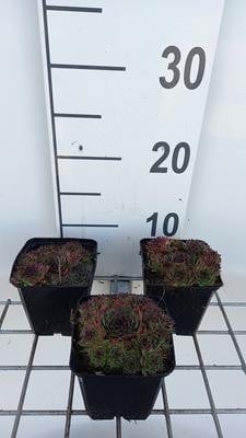 6 x Sempervivum Noir Huislook - Pot van 9 x 9 cm