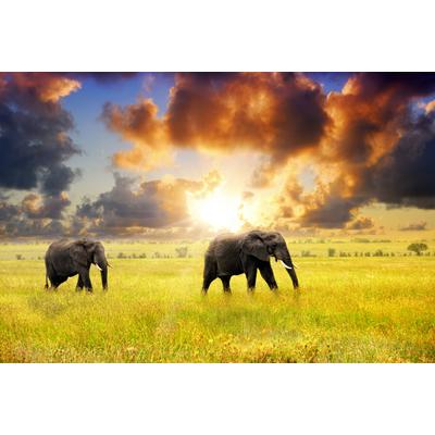 Fototapete PAPERMOON "African Elephants", bunt, B:5m L:2,8m, Vlies, Tapeten