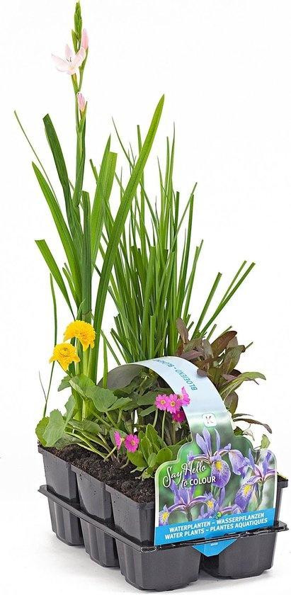 Moerings Bloeiende Vijverplanten Mix in Thema Sixpack