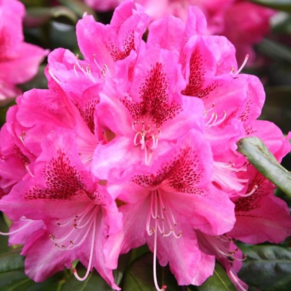 Rhododendron Cosmopolitan Arborix