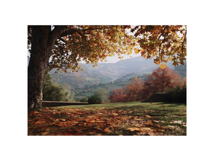 FOTOTAPETE Landschaft Wald Braun 350x250 cm