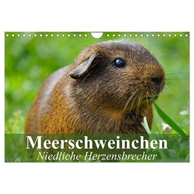 Meerschweinchen Niedliche Herzensbrecher (Wandkalender 2027 DIN A4 quer), CALVENDO Monatskalender