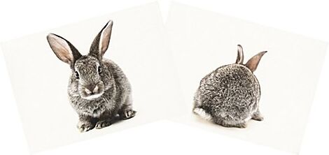 Canvas-Coupon "Hase", natur