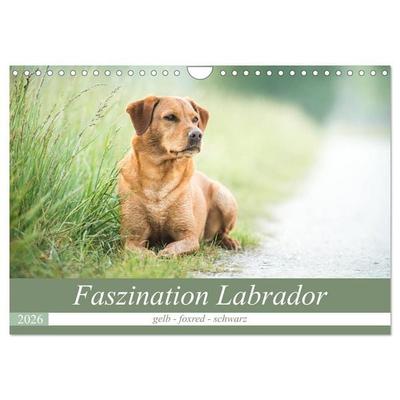 Faszination Labrador - gelb, foxred, schwarz (Wandkalender 2026 DIN A4 quer), CALVENDO Monatskalender