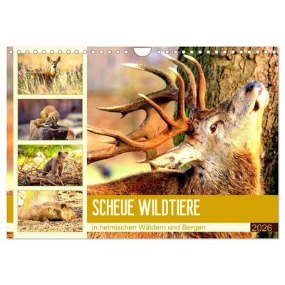 Scheue Wildtiere in heimischen Wäldern und Bergen (Wandkalender 2026 DIN A4 quer), CALVENDO Monatskalender