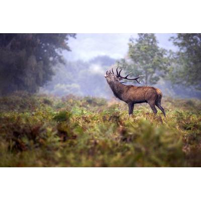 Fototapete PAPERMOON "Photo-Art MARCO REDAELLI, IM REGEN SCHREIEN", bunt, B:3m L:2,23m, Vlies, Tapeten