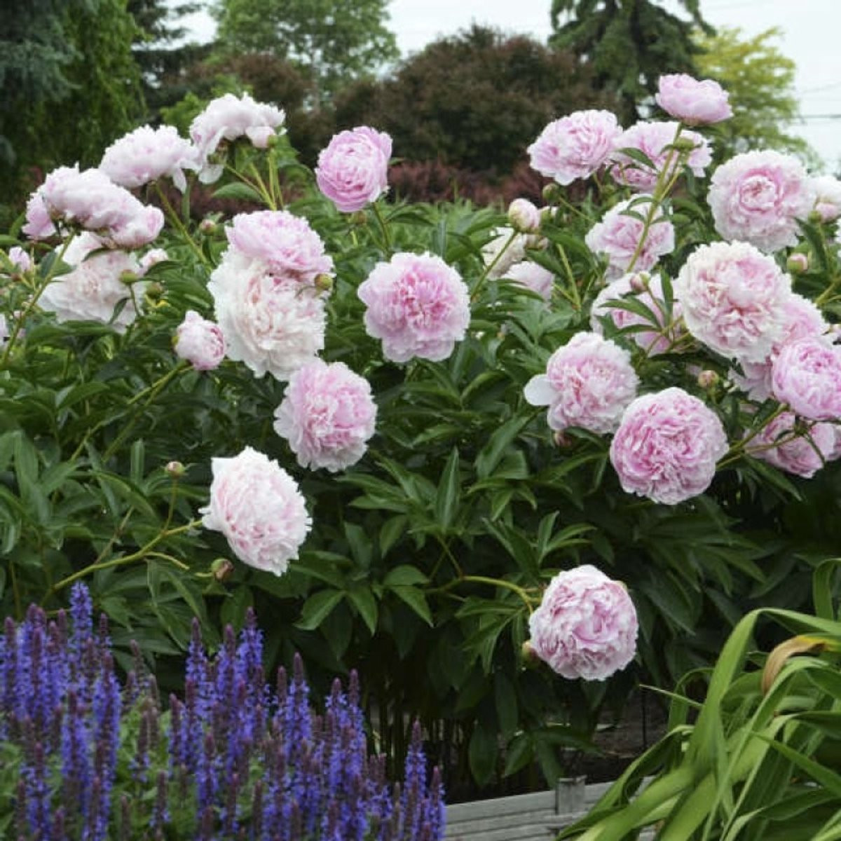 8x Paeonia lactiflora Sarah Bernhardt Pioenroos Roze in C1 pot, Hoogte: 0-30 cm