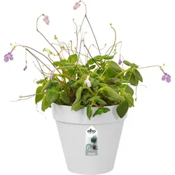 Elho, Blumentopf, Loft Urban Green Wall Pflanztopf Single