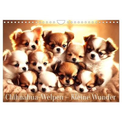 Chihuahua-Welpen – Kleine Wunder (Wandkalender 2026 DIN A4 quer), CALVENDO Monatskalender