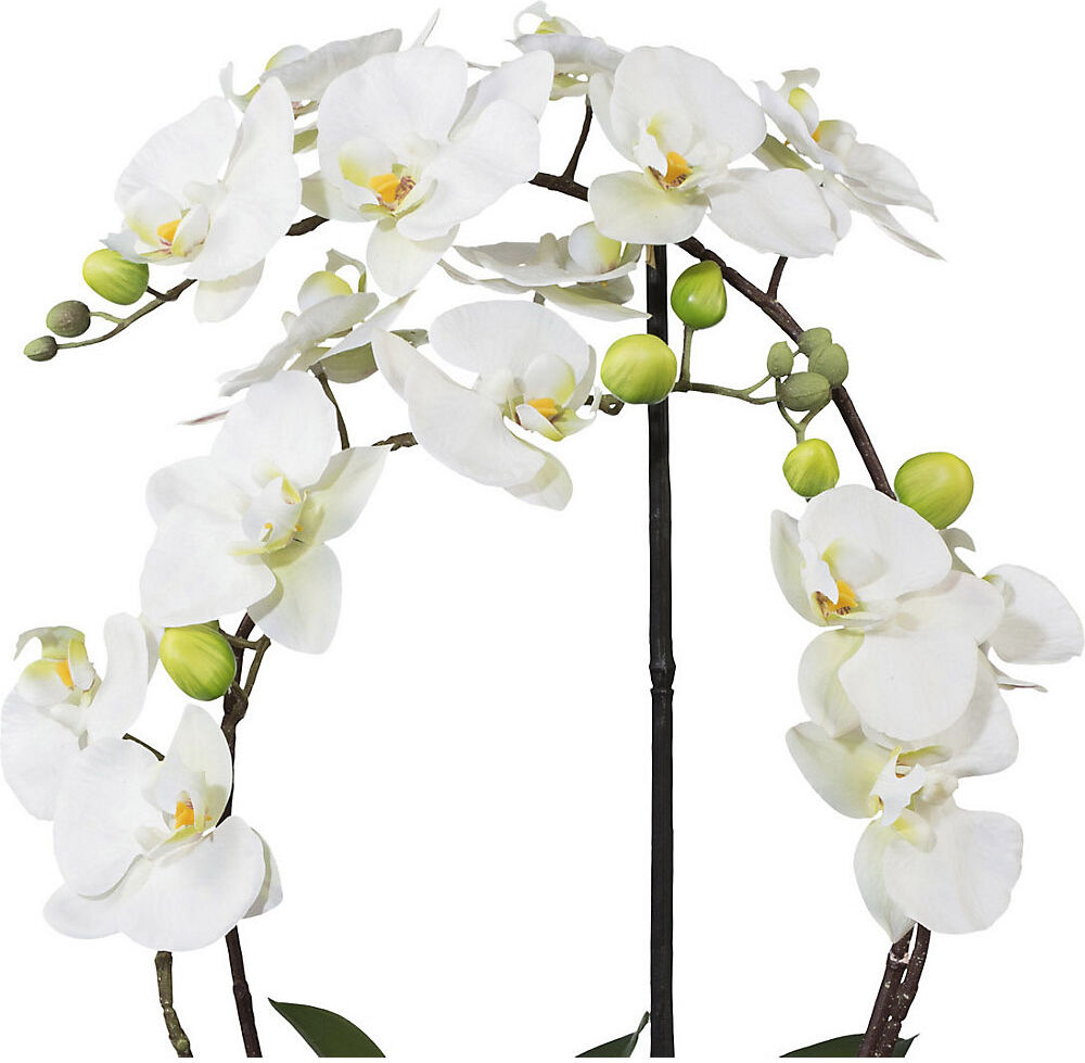 kaiserkraft Phalaenopsis, Höhe 520 mm, im Keramiktopf, Blüten weiß, 3D-Print
