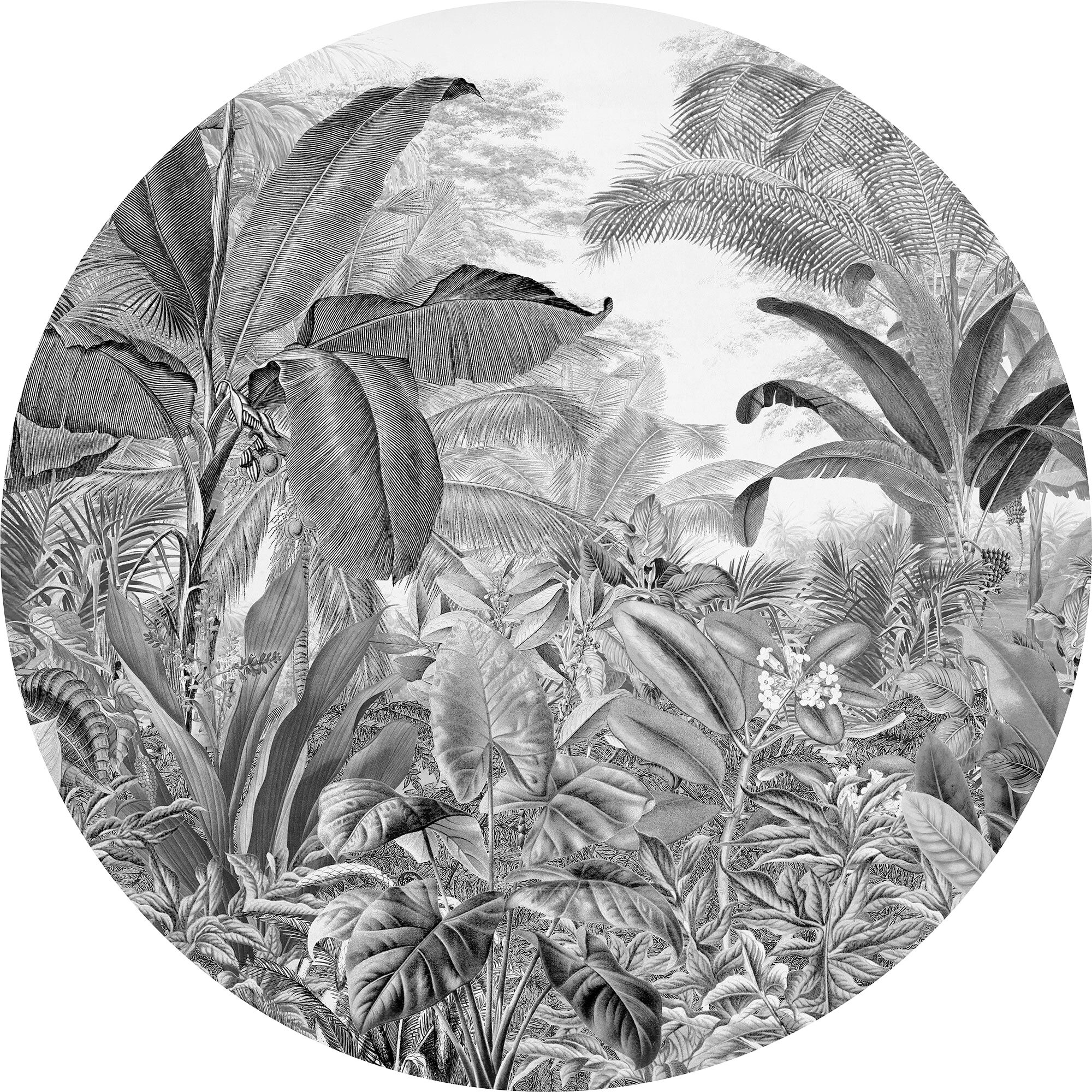 Fototapete KOMAR "Vlies selbstklebend - Wild Woods - Größe 125 x 125 cm", schwarz (schwarz, weiß), B:125m L:125m, Vlies, Tapeten, Fototapete, Wohnzimmer, Schlafzimmer