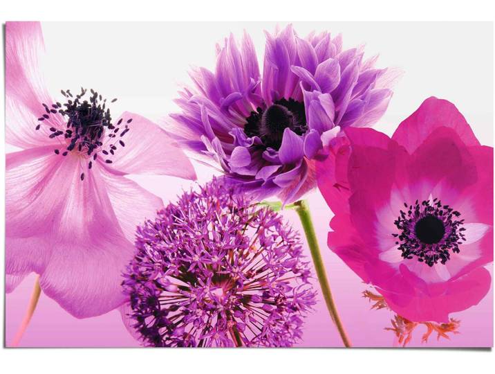 Poster REINDERS Lila Sommer , lila (farbe bild(er): lila), B:91,5cm H:61cm, Papier, Bilder, Poster
