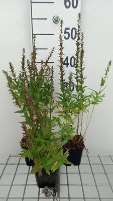 6 x Lythrum salicaria Robin Weiderich - Pot van 9 x 9 cm