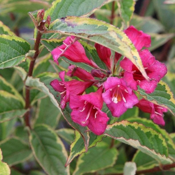 2 x Weigelia Moulin Rouge in pot, 50-60 cm, Arborix