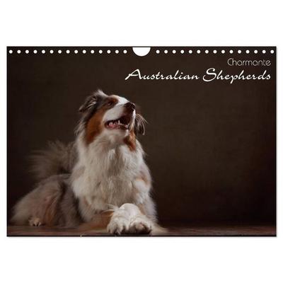 Charmante Australian Shepherds (Wandkalender 2027 DIN A4 quer), CALVENDO Monatskalender
