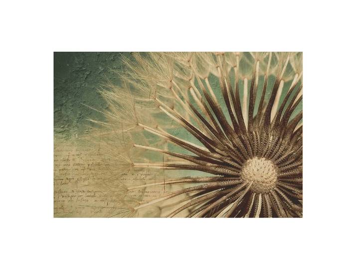 Bild Pusteblume Birke Multiplex Holzplatte Beidseitig glatt geschliffene Oberfläche Multicolor 75 x 50cm