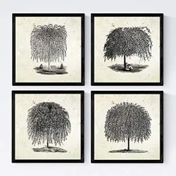 POSTER Set mit 4 Blättern der Bäume Weiden Altpapierhintergrund 20x20cm Schwarzer Rahmen
