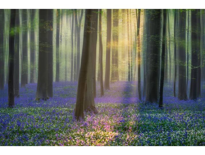 Fototapete PAPERMOON Photo-Art ADRIAN POPAN, TAGTRÄUME VON BLUEBELLS , bunt, B:2,5m L:1,86m, Vlies, Tapeten, Fototapete
