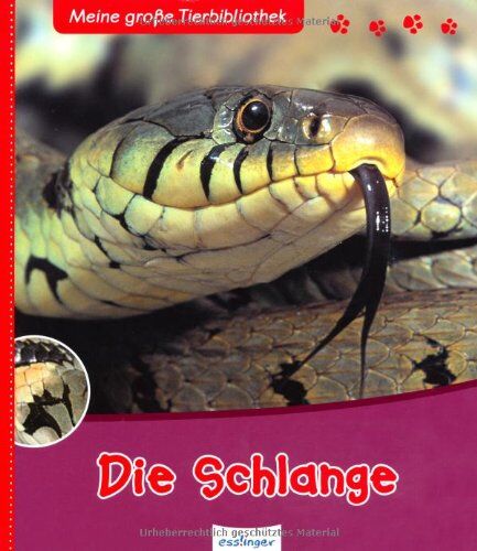 Valérie Tracqui - Die Schlange: Meine große Tier-Bibliothek - Preis vom 02.10.2026 23:42:20 h