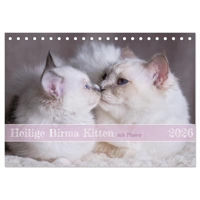 Heilige Birma Kitten mit Planer (Tischkalender 2026 DIN A5 quer), CALVENDO Monatskalender